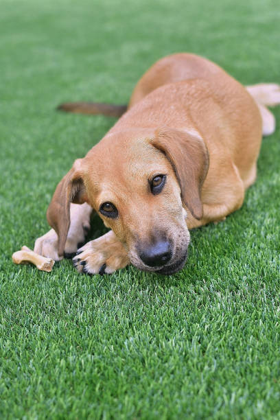 Artificial Pet Turf