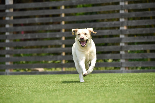 Artificial Pet Turf